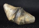 Cyrtospirifer verneuili (MURCHISON 1840) - Bild © FossNet FossilienStore